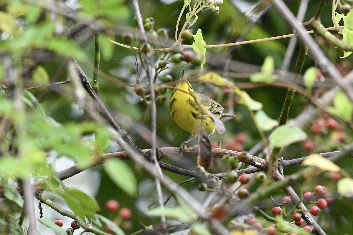 Paruline des prés - ML642489914
