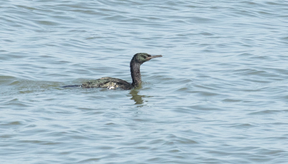 Meerscharbe - ML642489928