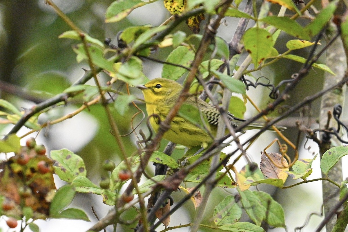 Paruline des prés - ML642489940