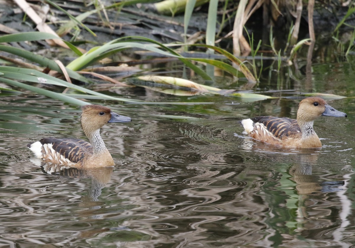Fulvous Whistling-Duck - ML642489960