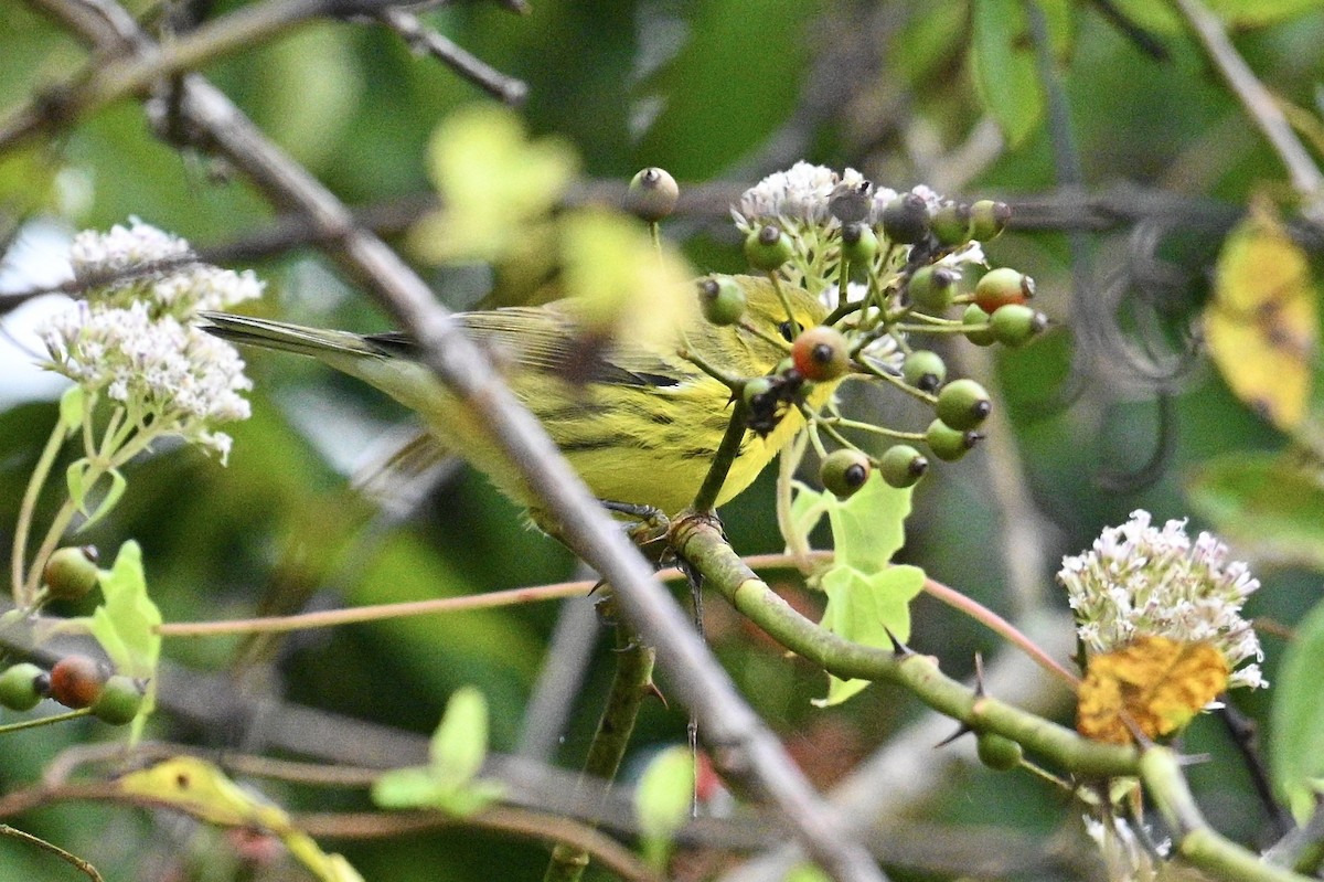 Paruline des prés - ML642489965