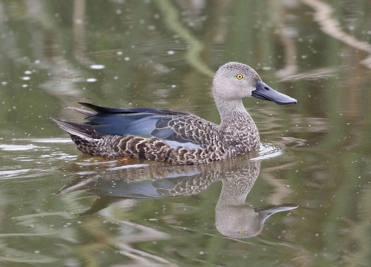 Cape Shoveler - ML642489981