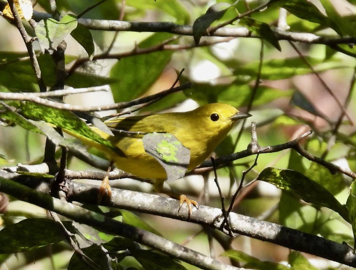 Northern Yellow Warbler - ML642489992