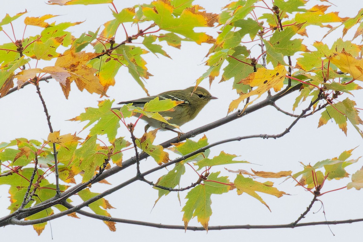 Blackpoll Warbler - ML642490000