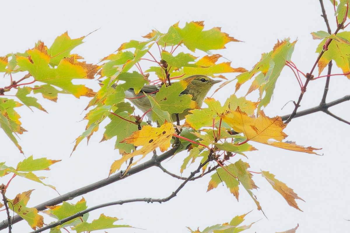 Blackpoll Warbler - ML642490004