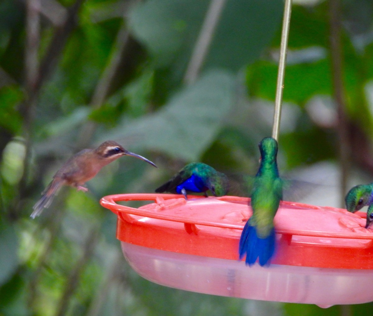 Stripe-throated Hermit - ML642490032