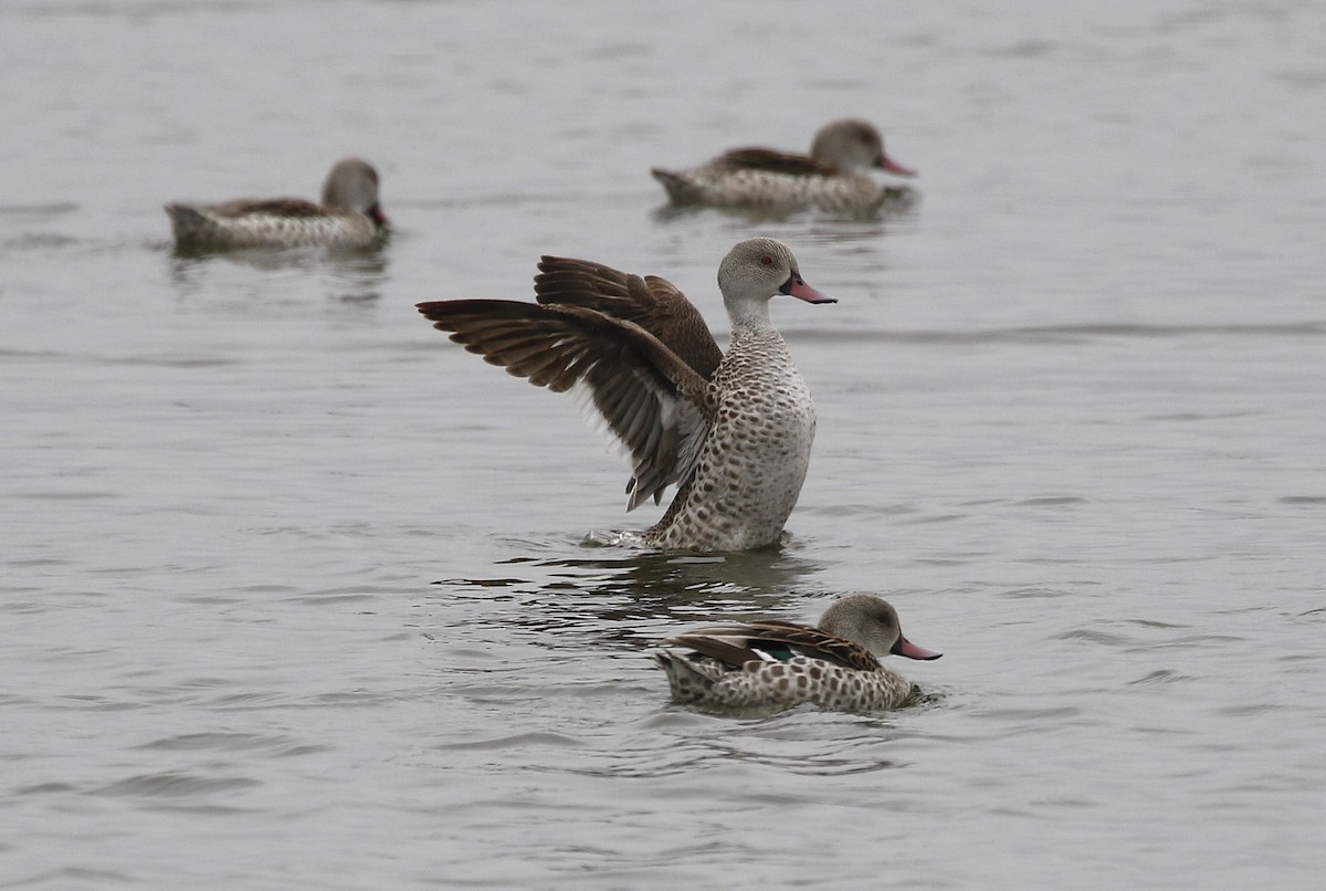 Cape Teal - ML642490034