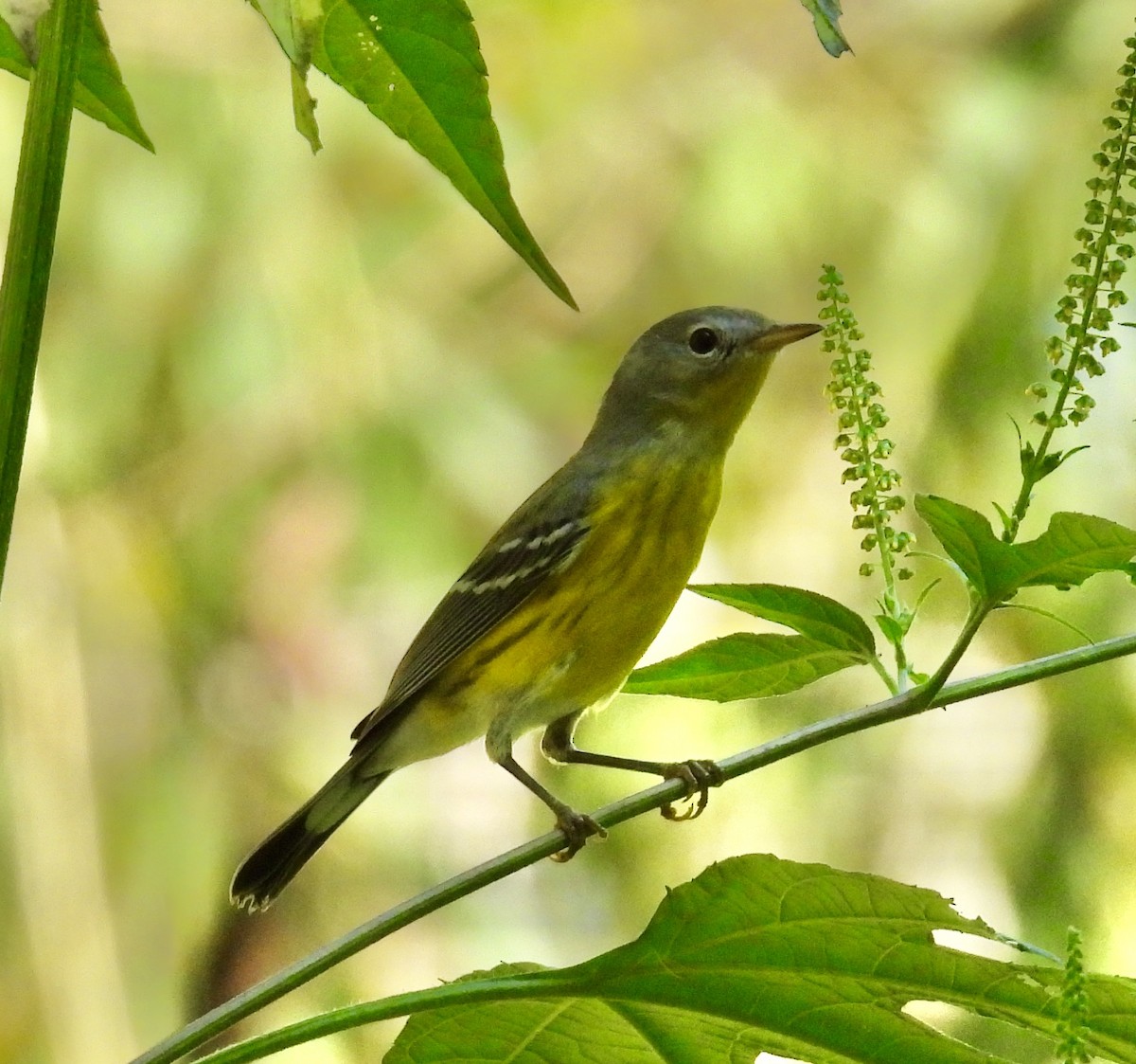 Magnolia Warbler - ML642490035