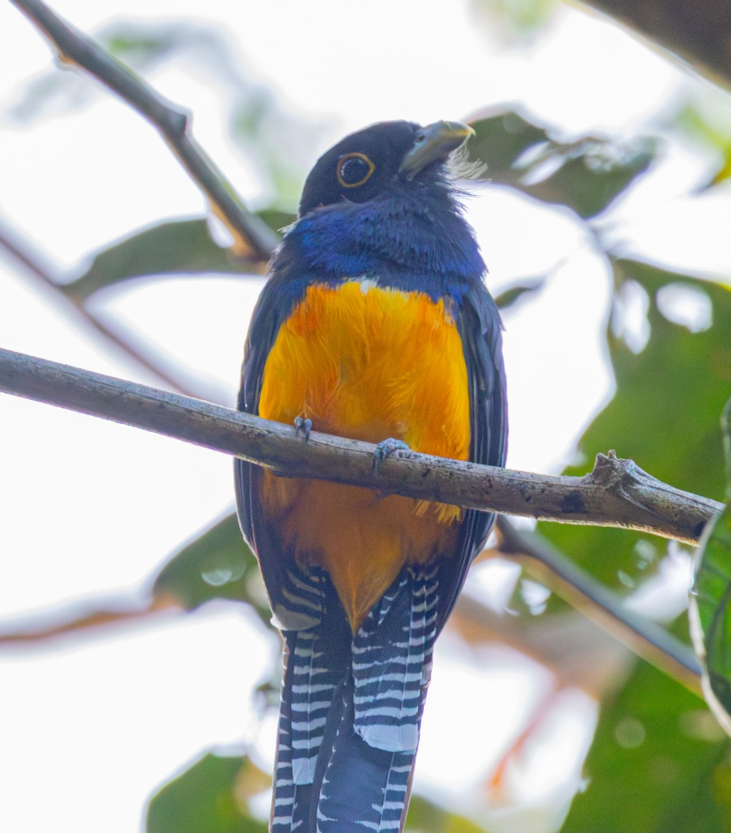 Guianan Trogon - ML642490042