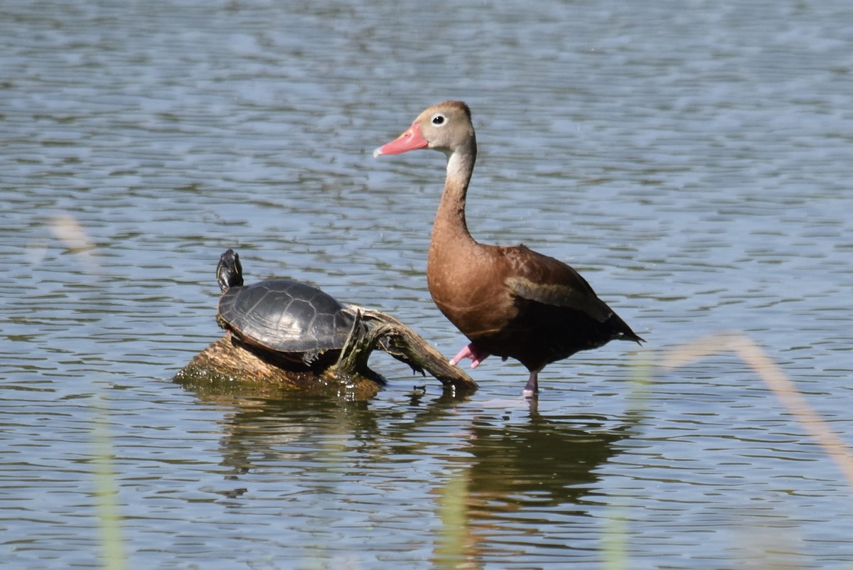 Свистач червонодзьобий - ML642490046