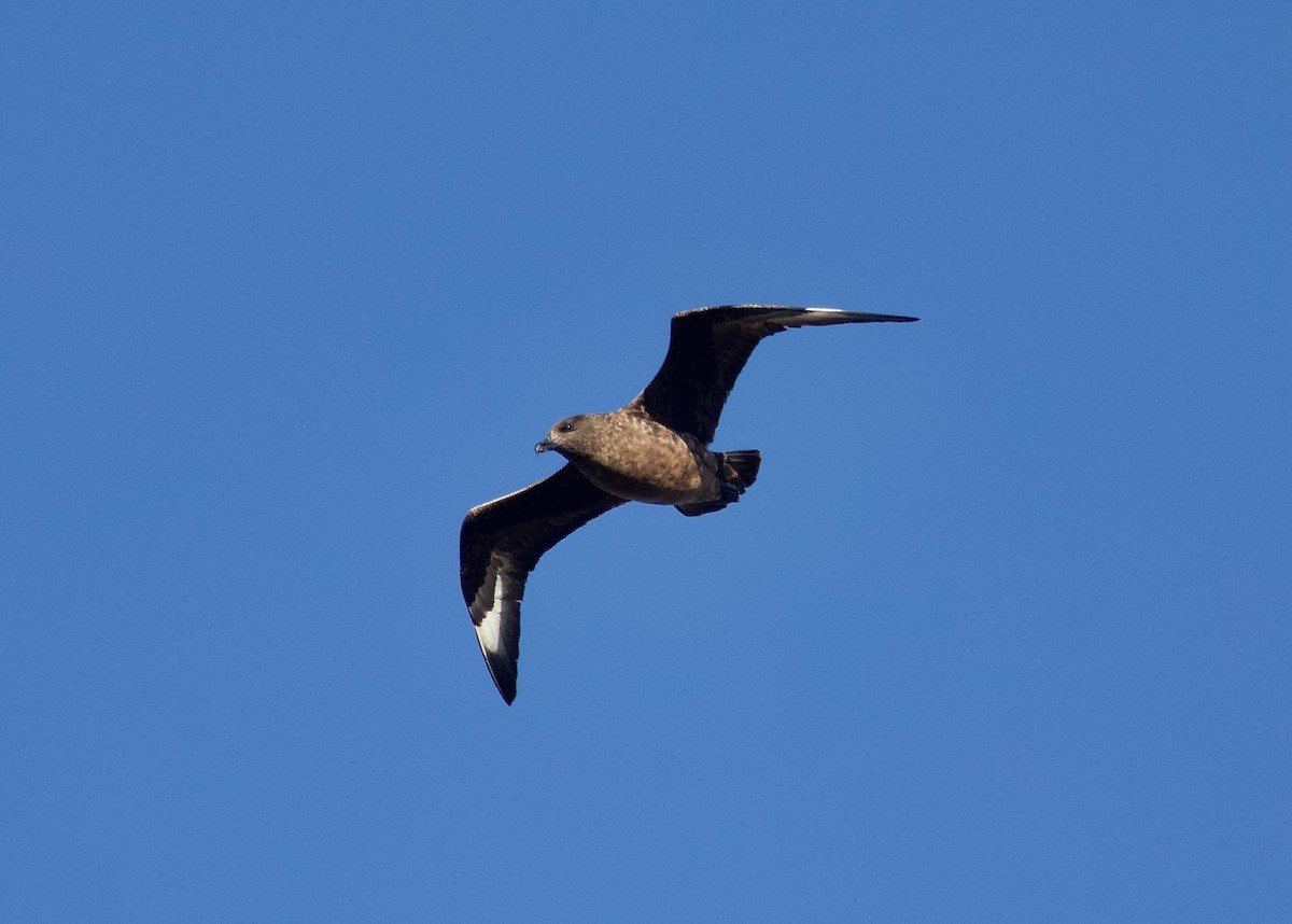 Great Skua - ML642490055