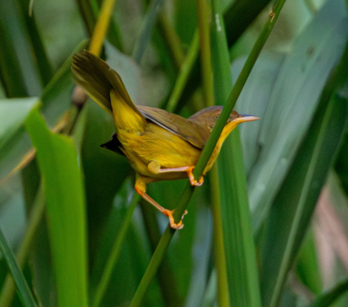 Masked Yellowthroat - ML642490102