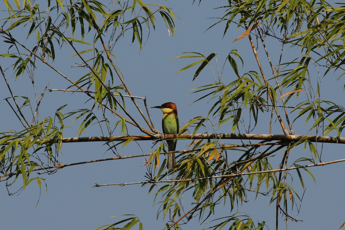 Chestnut-headed Bee-eater - ML642490105
