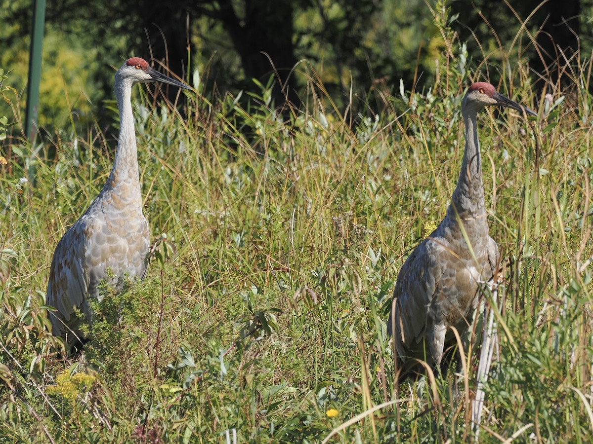 Sandhill Crane - ML642490106