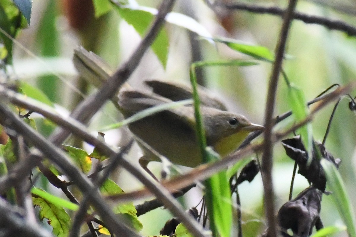 Paruline masquée - ML642490181
