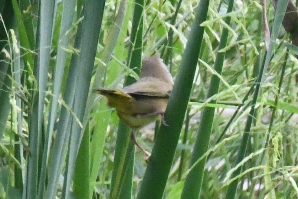 Paruline masquée - ML642490182
