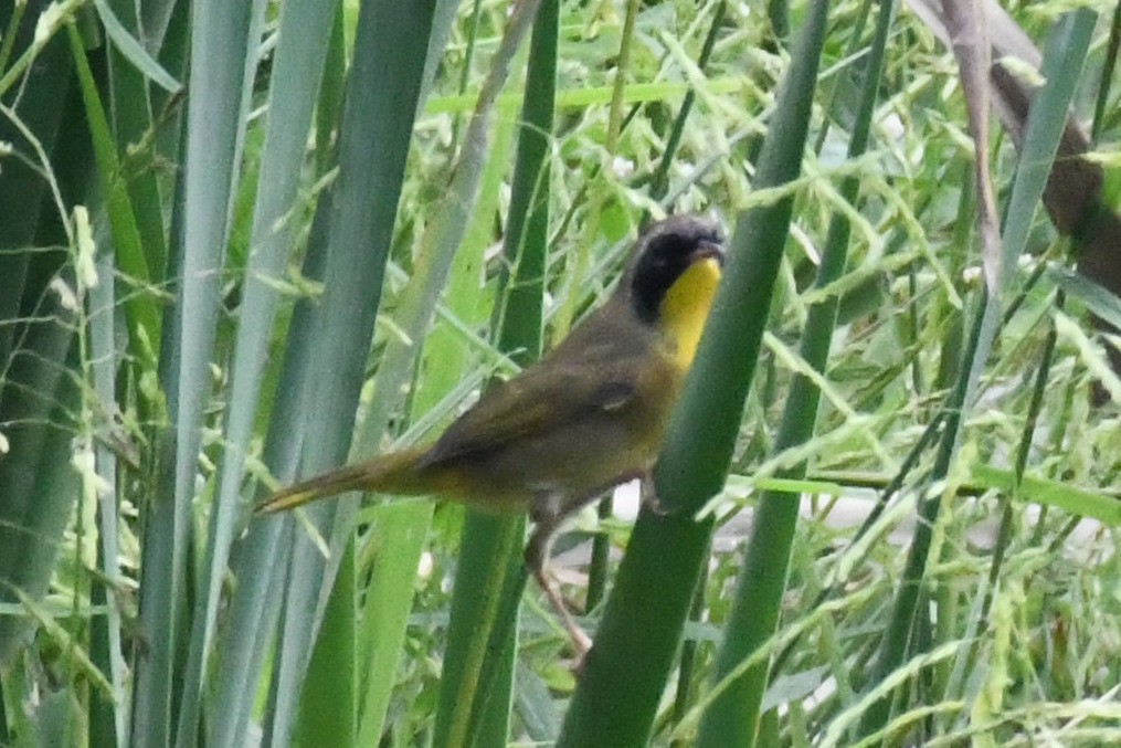 Paruline masquée - ML642490183