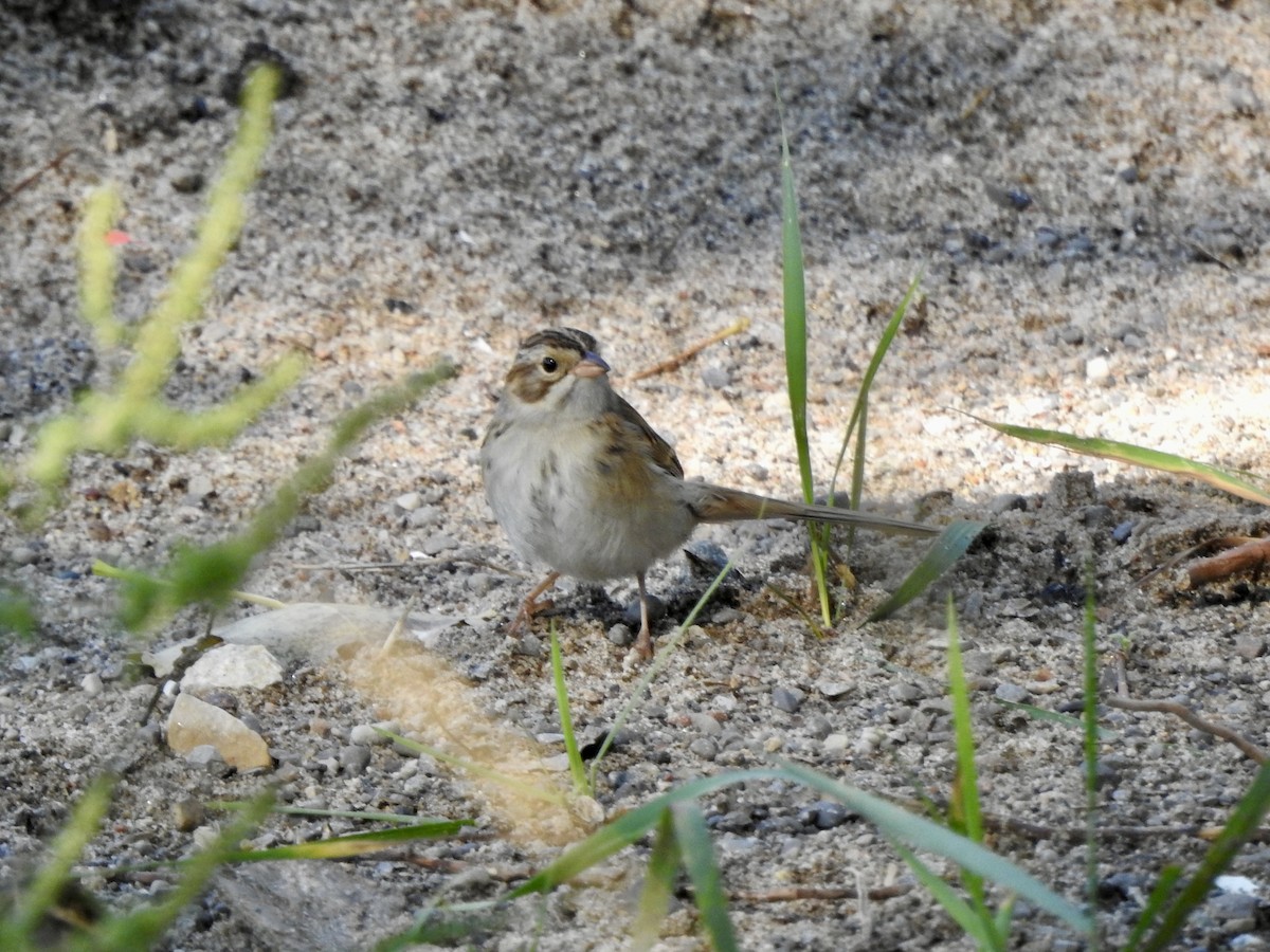 Clay-colored Sparrow - ML642490189