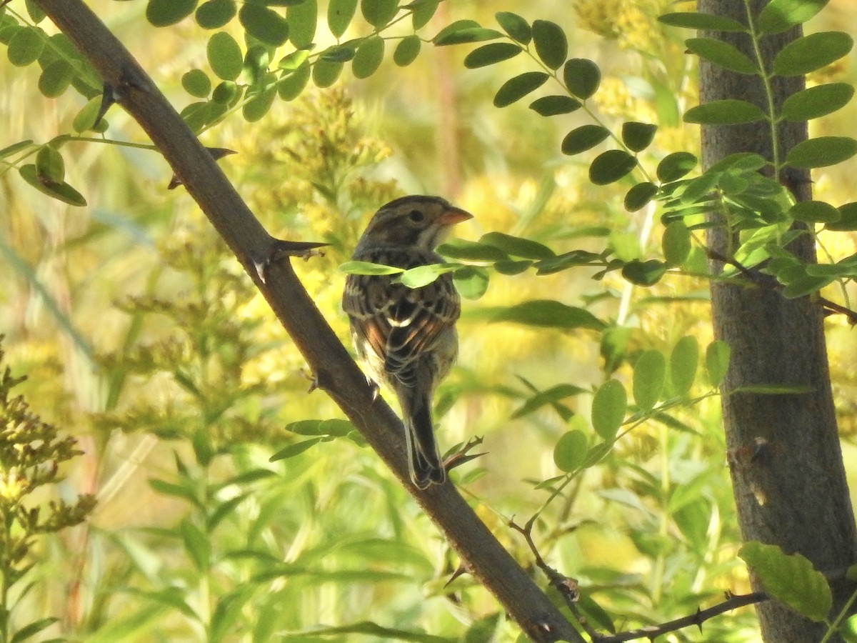Clay-colored Sparrow - ML642490190