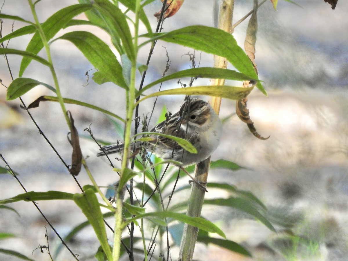 Clay-colored Sparrow - ML642490191