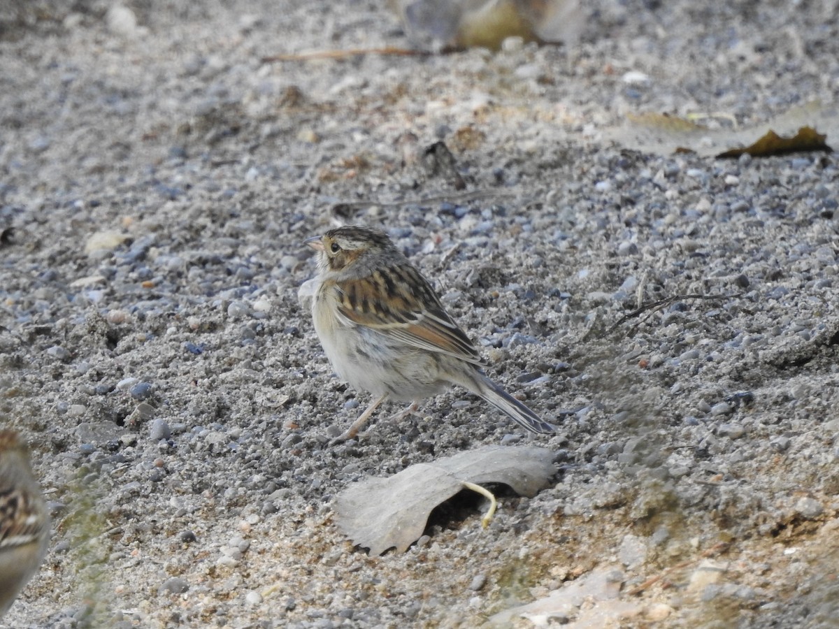 Clay-colored Sparrow - ML642490192