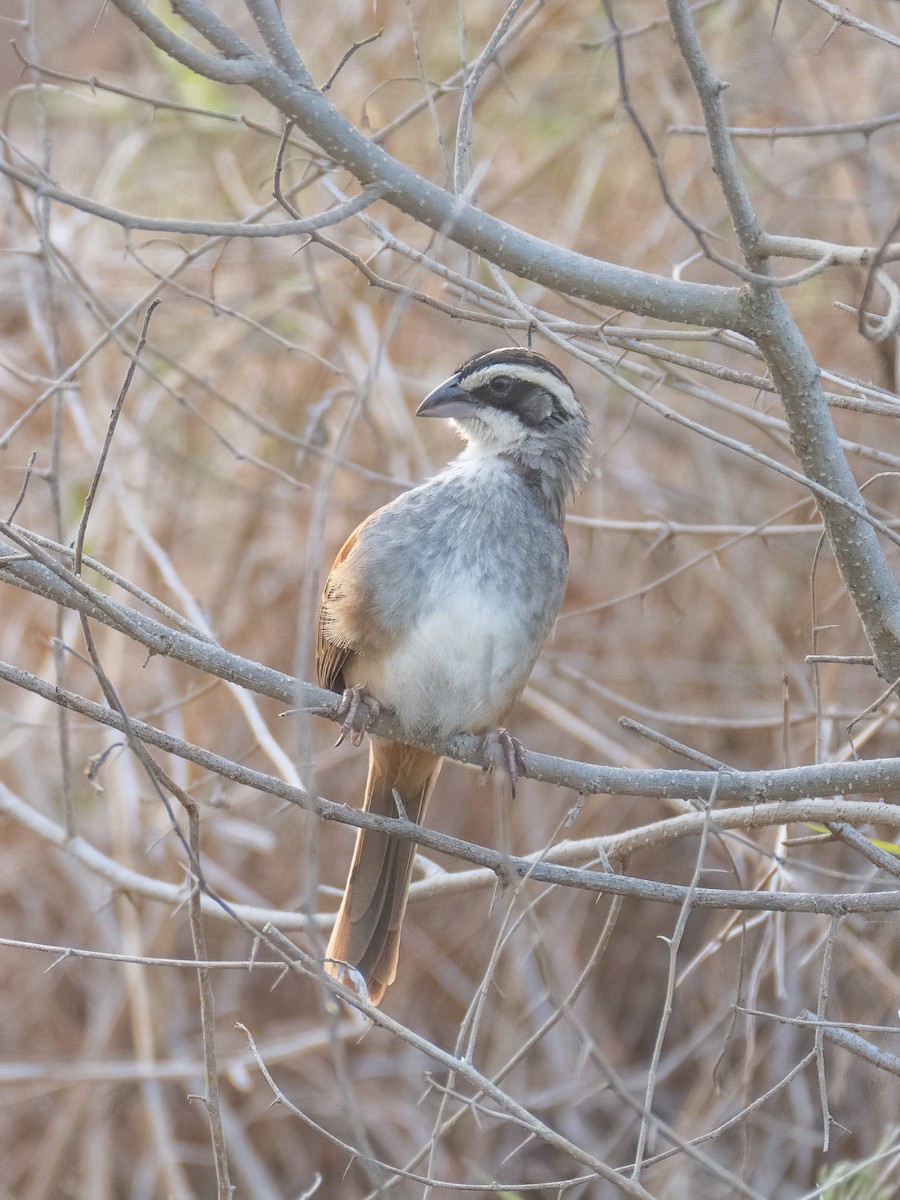 Stripe-headed Sparrow - ML642490197