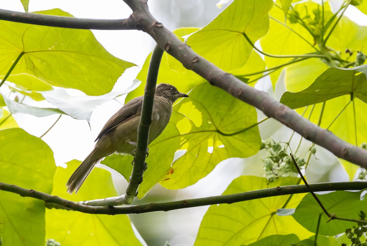 Bulbul de Conrad - ML642490202