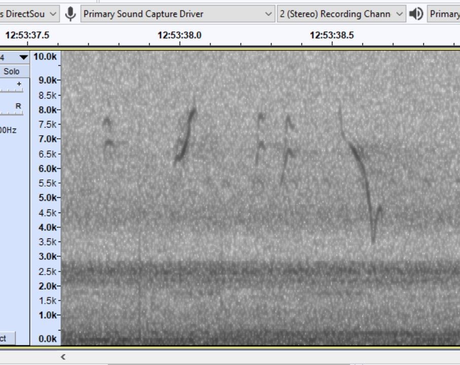 passerine sp. - ML642490203