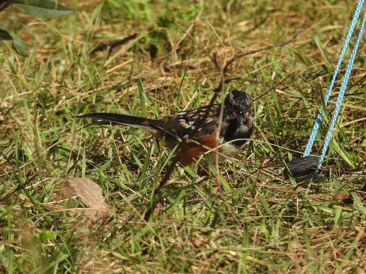 Spotted Towhee - ML642490221