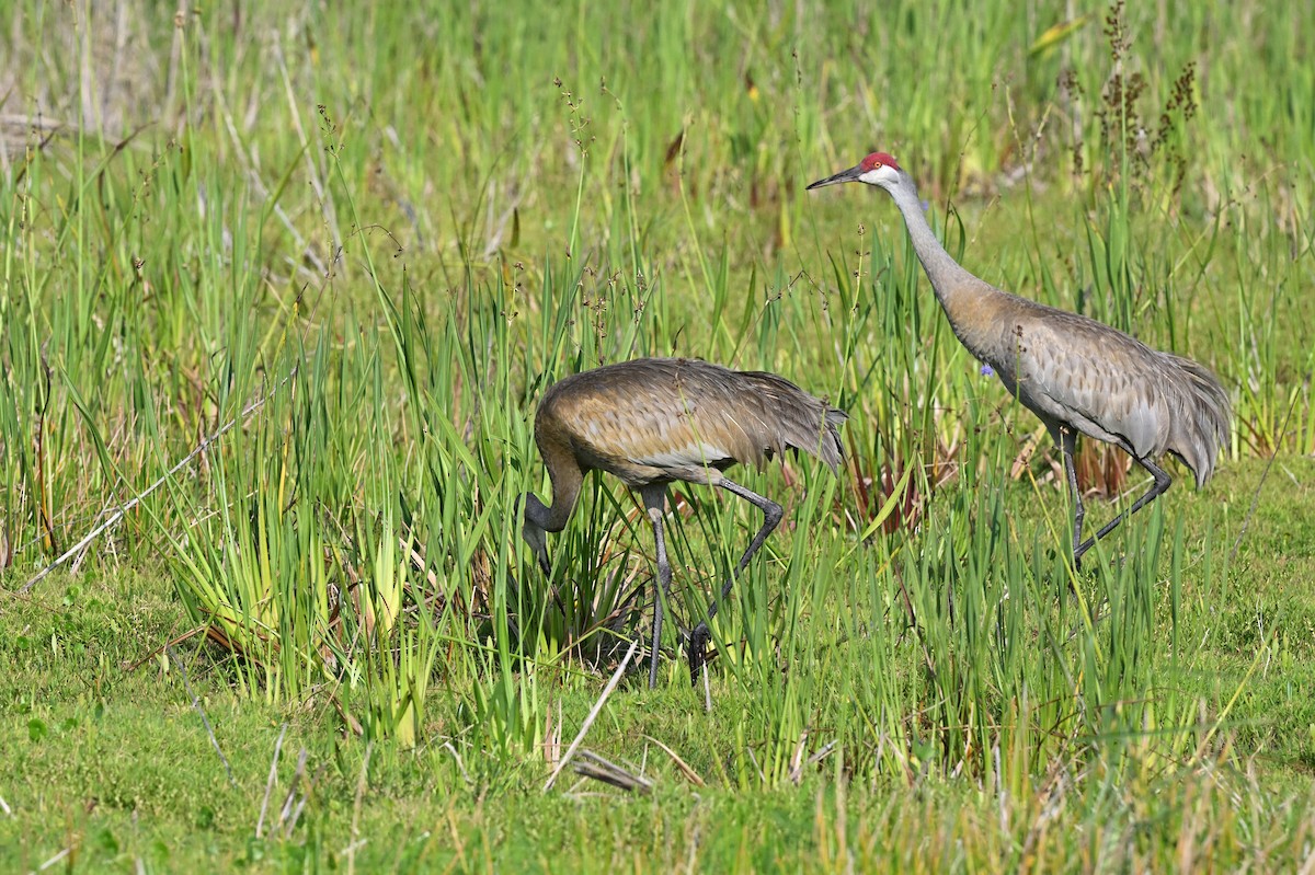 Sandhill Crane - ML642490230