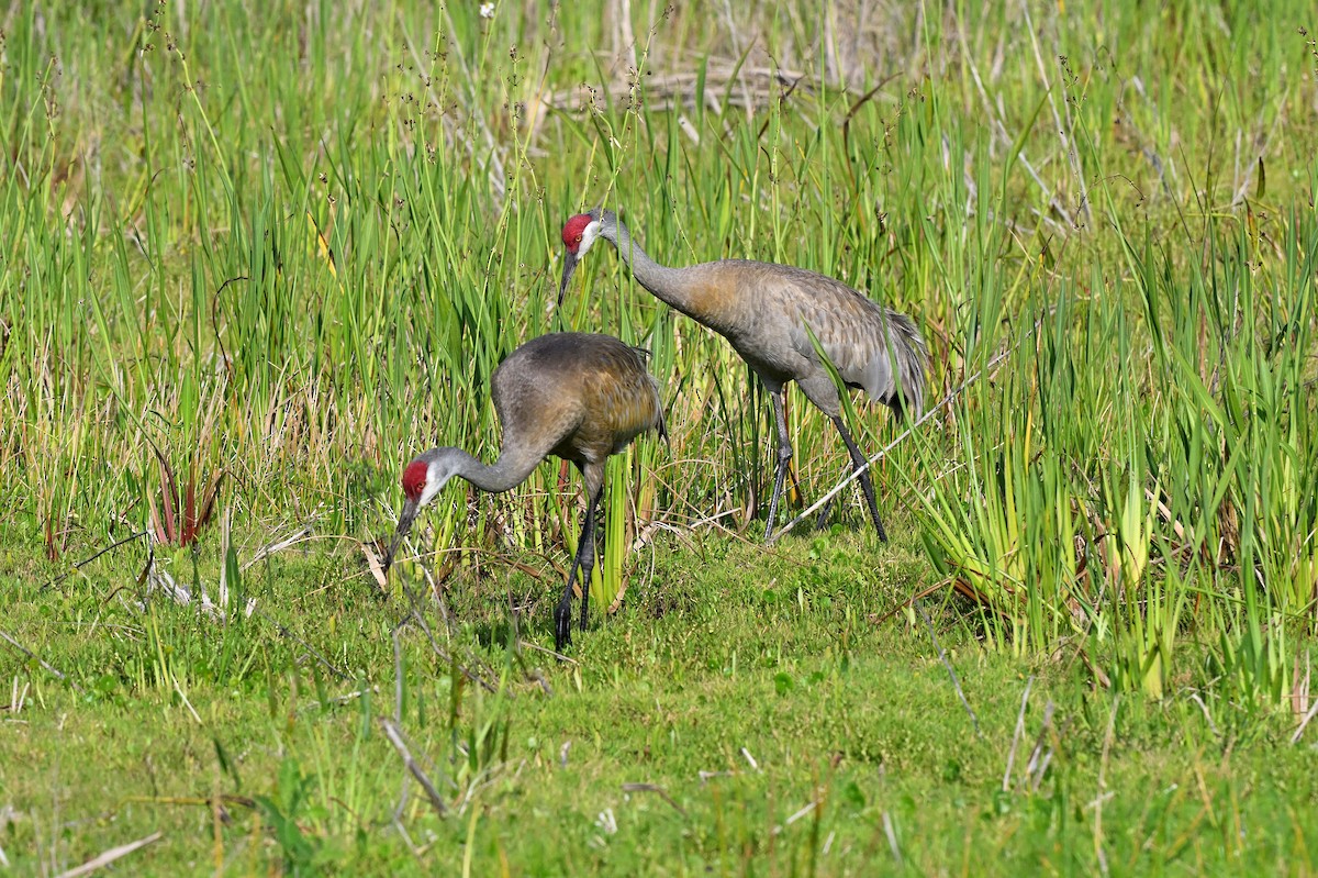 Sandhill Crane - ML642490231