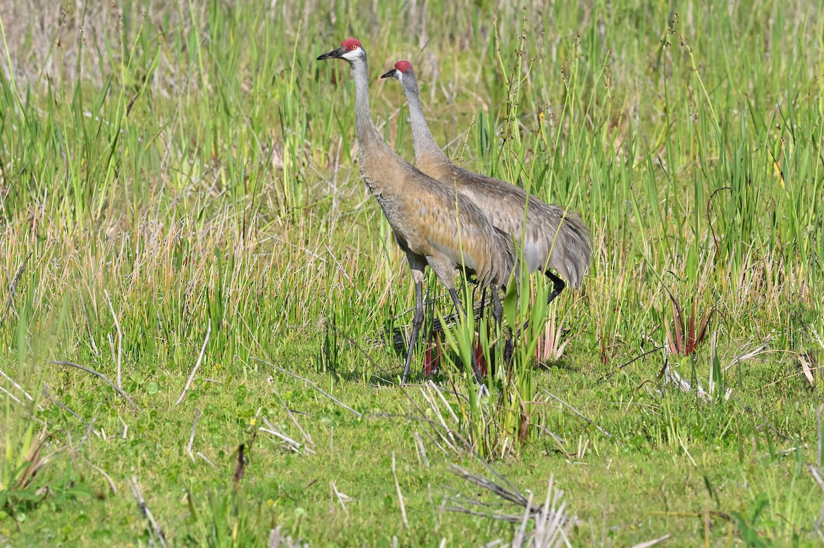 Sandhill Crane - ML642490232