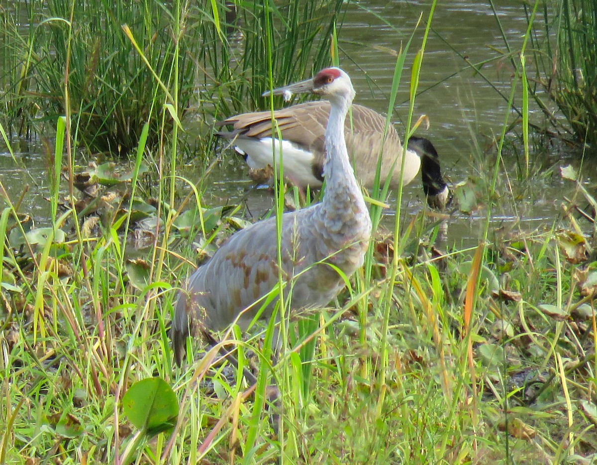 Sandhill Crane - ML642490237