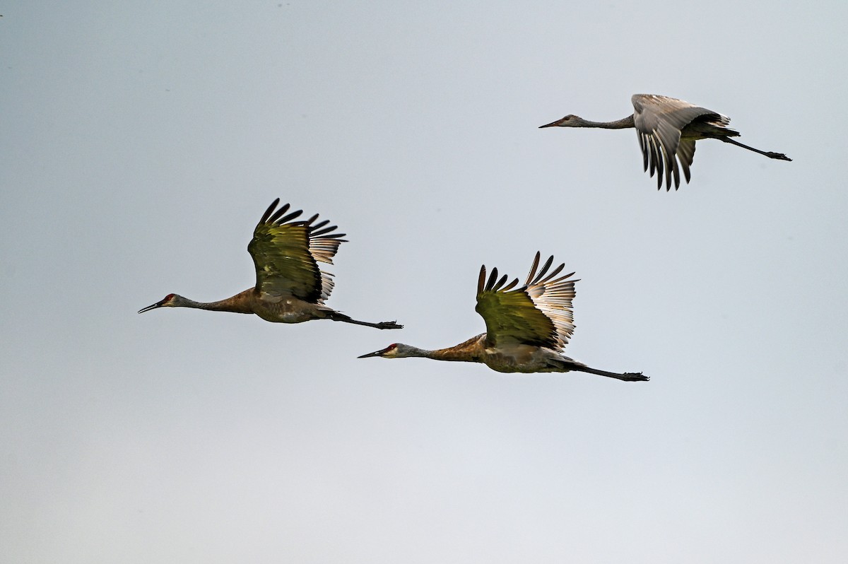 Sandhill Crane - ML642490272