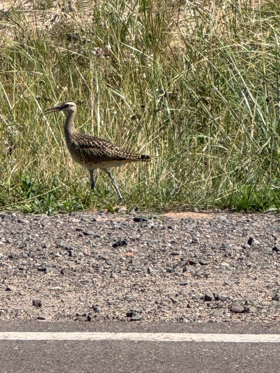 Hudsonian Whimbrel - ML642490274
