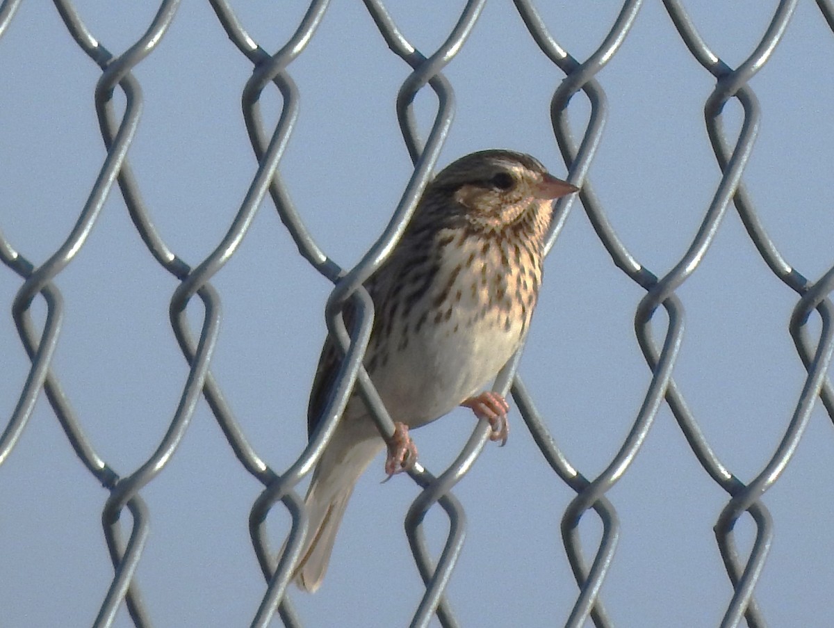 Savannah Sparrow - ML642490291