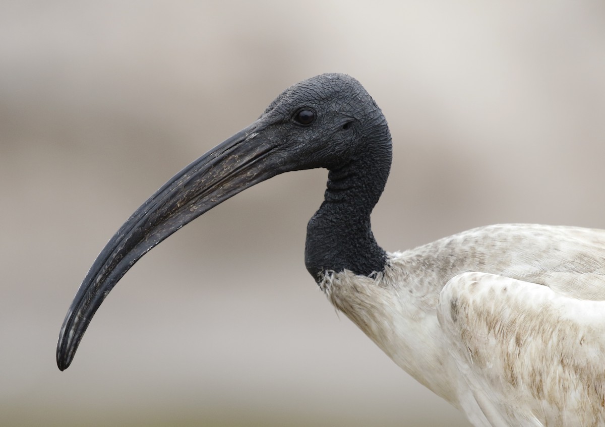 ibis posvátný - ML642490318