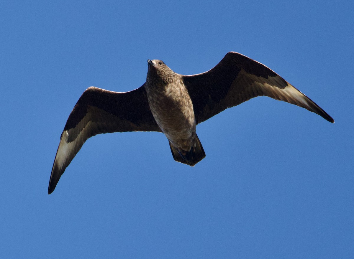Great Skua - ML642490364