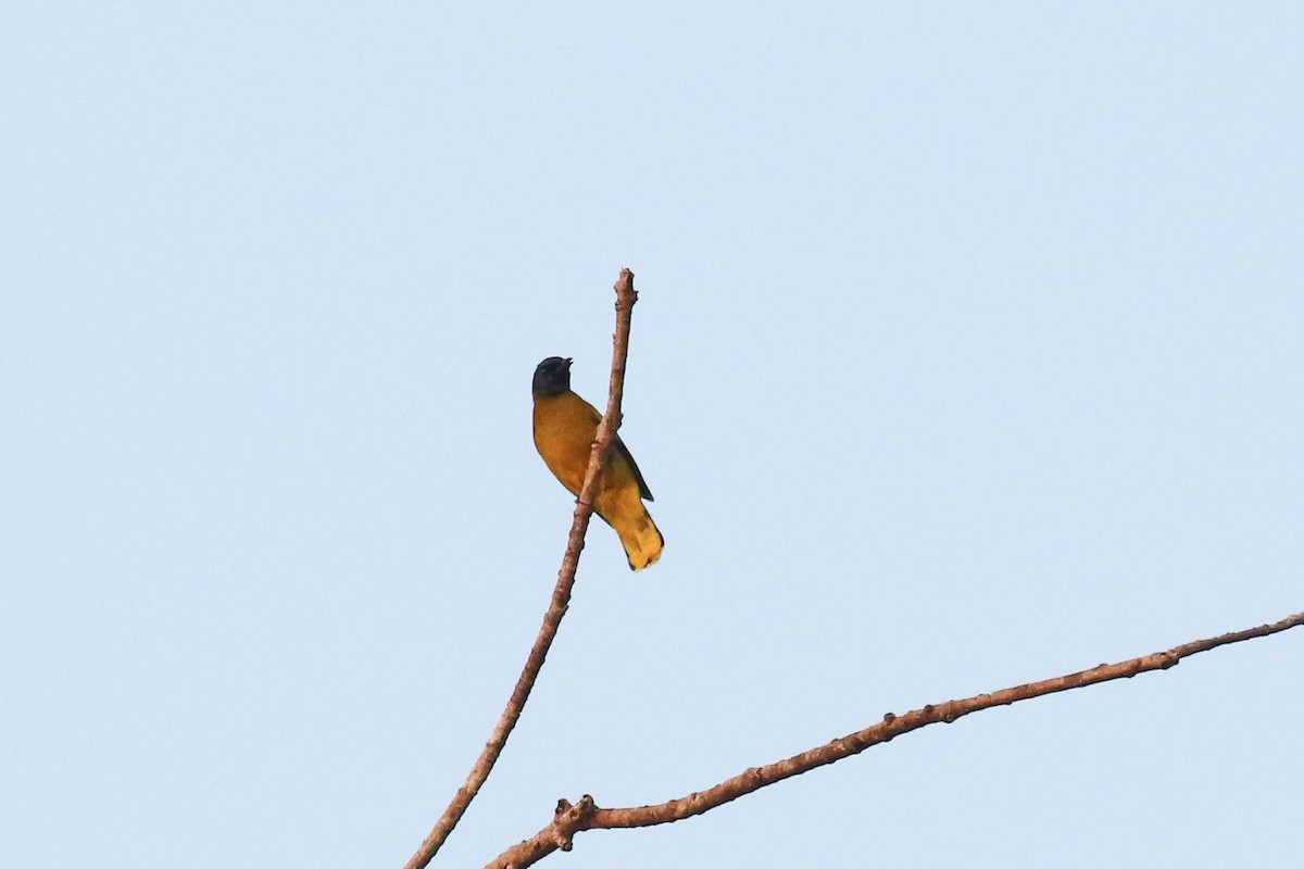 Black-headed Bulbul - ML642490368