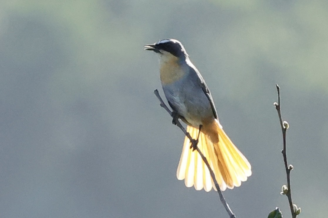 Cape Robin-Chat - ML642490383