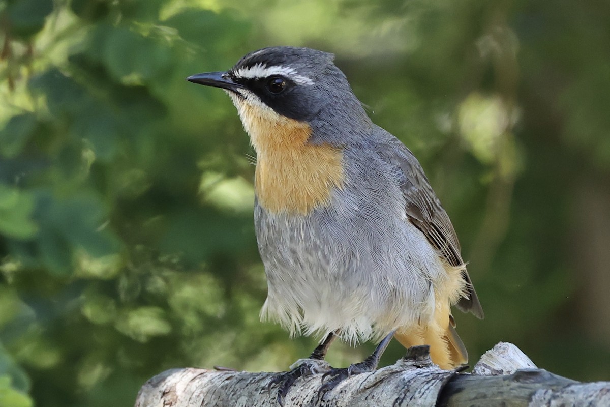 Cape Robin-Chat - ML642490384