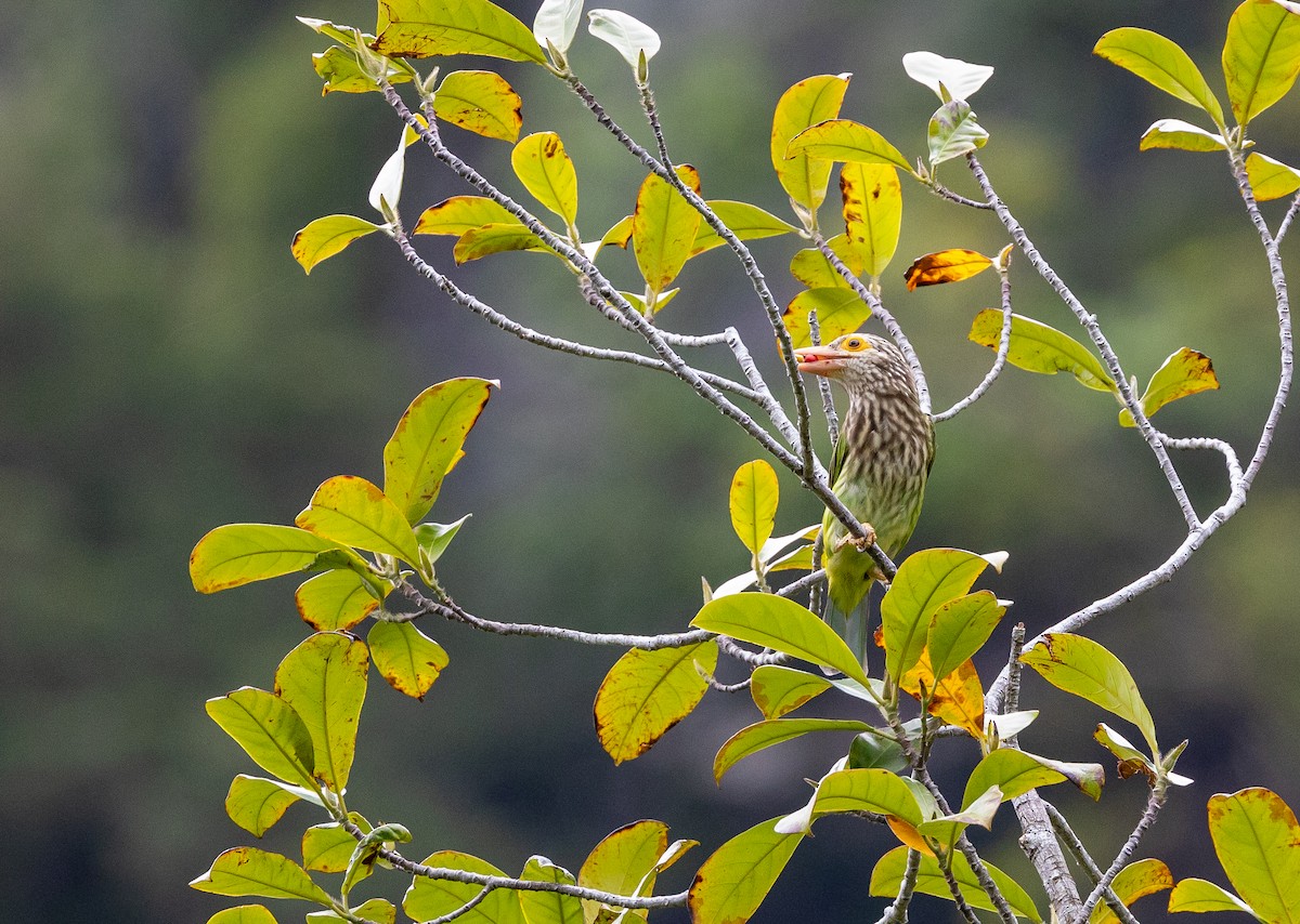 Lineated Barbet - ML642490396
