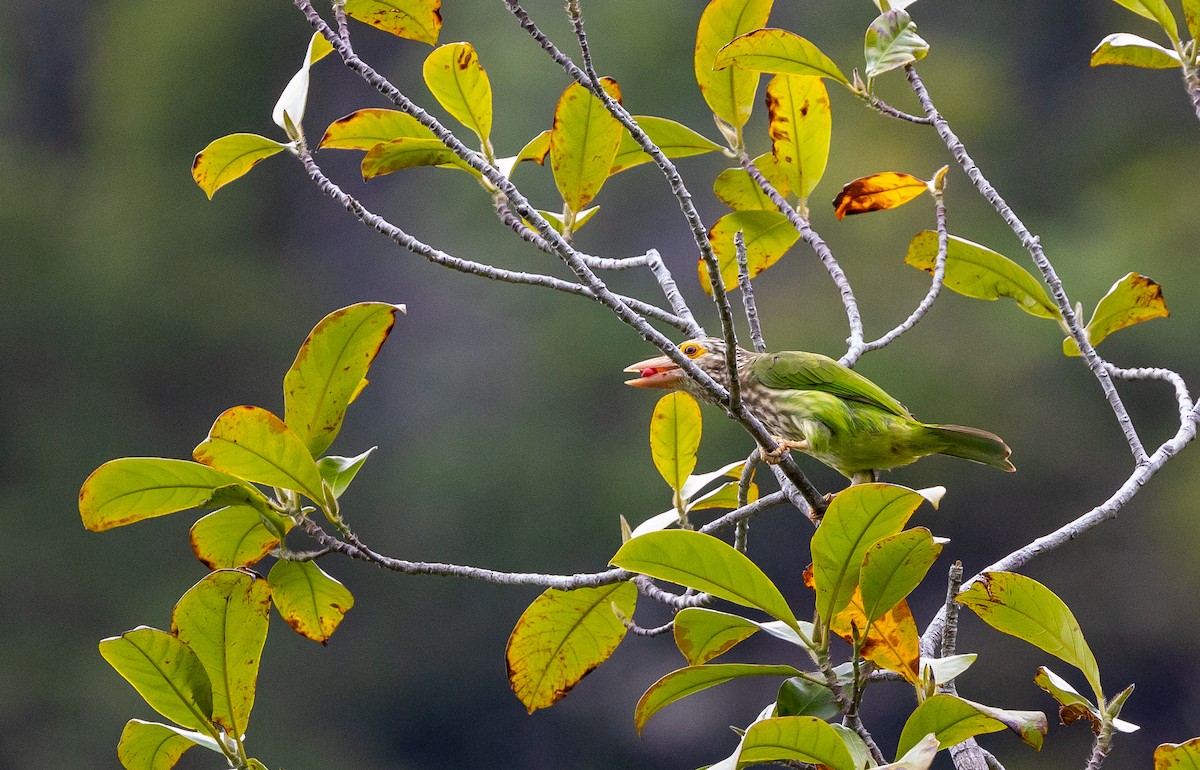 Lineated Barbet - ML642490397