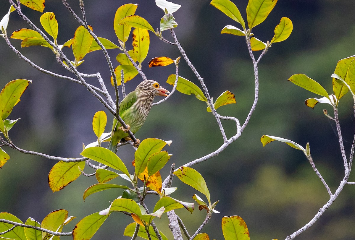 Lineated Barbet - ML642490398