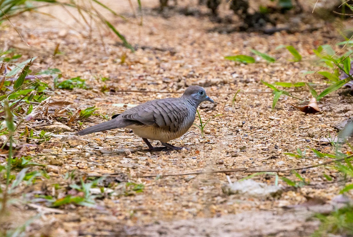 Zebra Dove - ML642490403