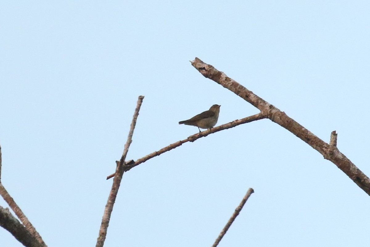 Thick-billed Flowerpecker - ML642490411
