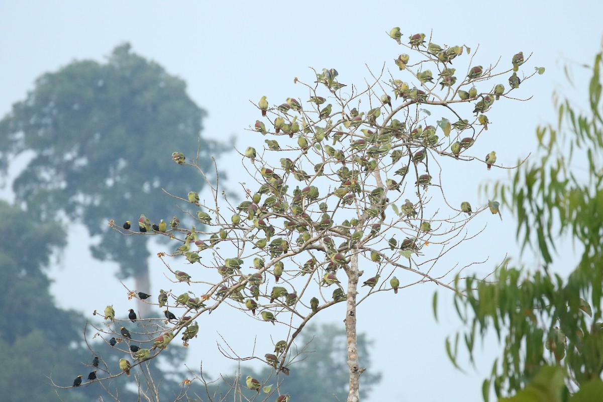 Ashy-headed Green-Pigeon - ML642490453