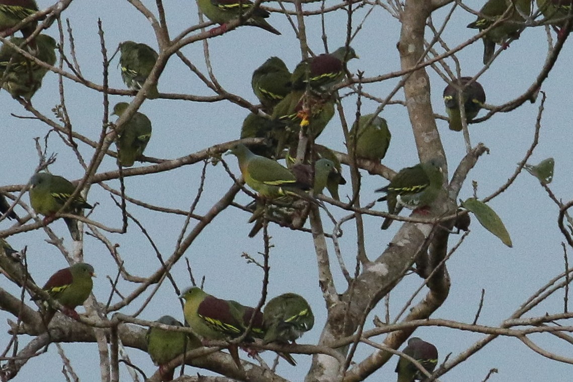Orange-breasted Green-Pigeon - ML642490493