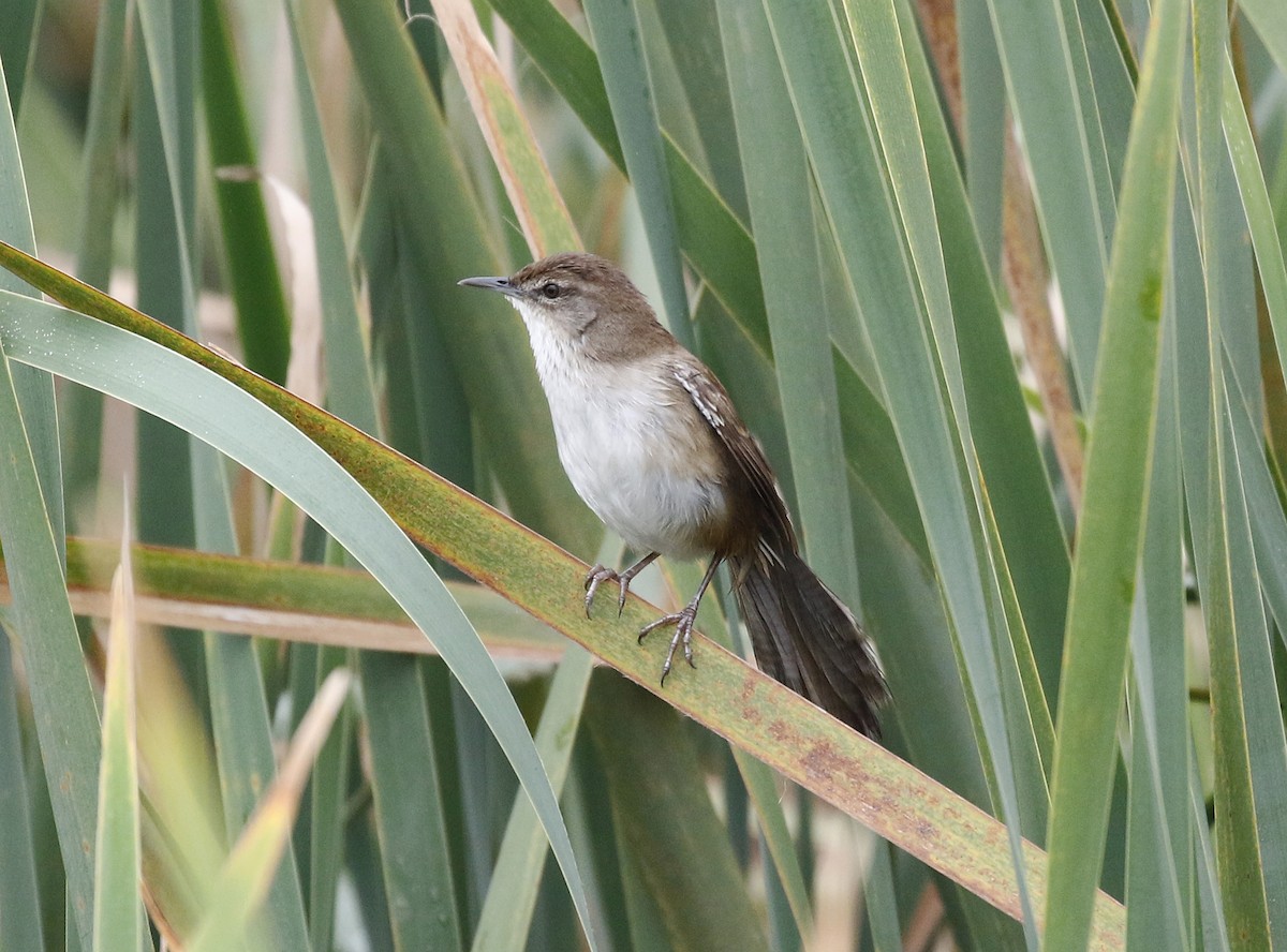 Mégalure caqueteuse - ML642490514