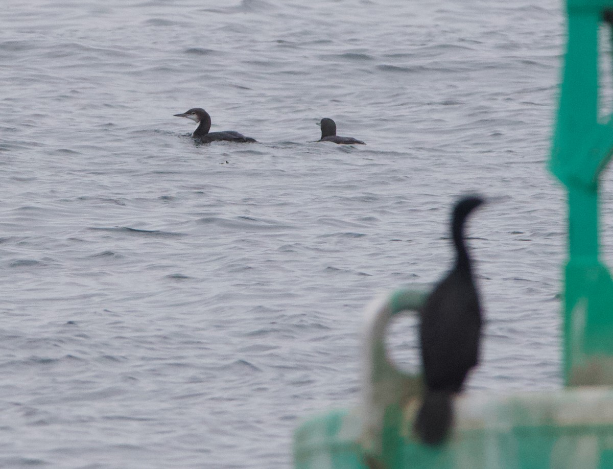 Pacific Loon - ML642490540